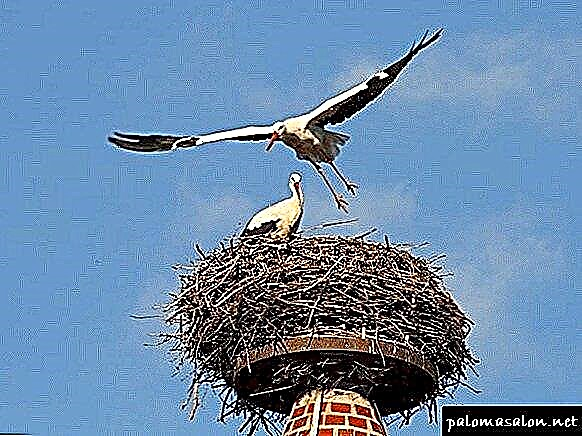 Ukuhunyushwa kwamaphupho ama-Stork