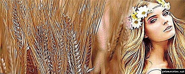 Warna rambut gandum: 5 pilihan pilihan