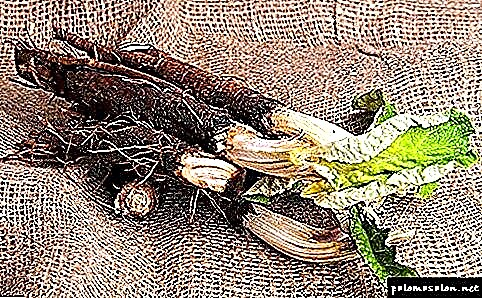 முடி மற்றும் பிற தயாரிப்புகளுக்கான பர்டாக் வேரின் காபி தண்ணீர்: மறந்துபோன சமையல் வகைகளை முயற்சிக்கவும்