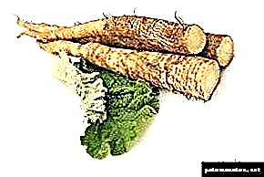 Burdock root: sendabelarren ezaugarriak